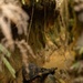 U.S. Marines with CLR-37 Conduct Basic Jungle Skills Course