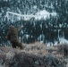 Marines with 1st Battalion, 6th Marine Regiment, 2d Marine Division fly SUAS during MTX 2-25