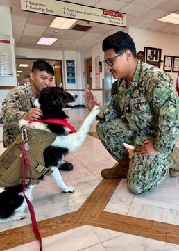 All paws on deck! U.S. Naval Hospital Guantanamo Bay begins American Red Cross Animal Visitation Program