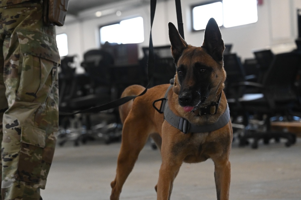 Military working dogs on duty, ensuring safety at Incirlik Air Base