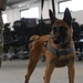 Military working dogs on duty, ensuring safety at Incirlik Air Base