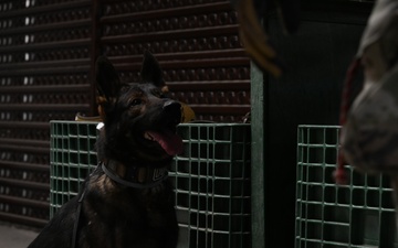 Military working dogs on duty, ensuring safety at Incirlik Air Base