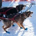 Serving in the Heart of Alaska at the Iditarod Trail Sled Dog Race