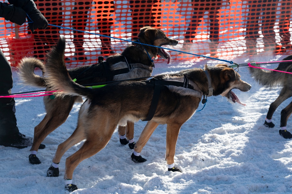 Serving in the Heart of Alaska at the Iditarod Sled Dog Race