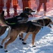 Serving in the Heart of Alaska at the Iditarod Sled Dog Race