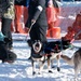 Serving in the Heart of Alaska at the Iditarod Sled Dog Race