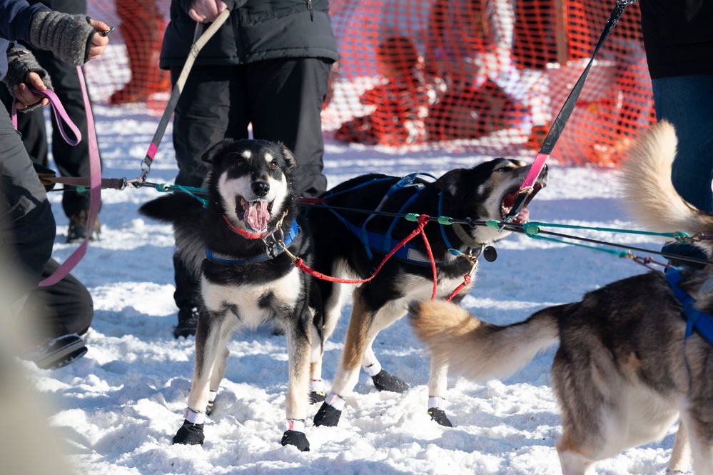 Serving in the Heart of Alaska at the Iditarod Sled Dog Race