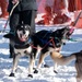 Serving in the Heart of Alaska at the Iditarod Sled Dog Race