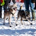 Serving in the Heart of Alaska at the Iditarod Sled Dog Race