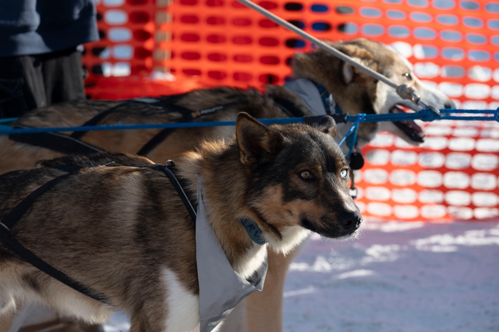 Serving in the Heart of Alaska at the Iditarod Sled Dog Race