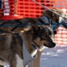 Serving in the Heart of Alaska at the Iditarod Sled Dog Race