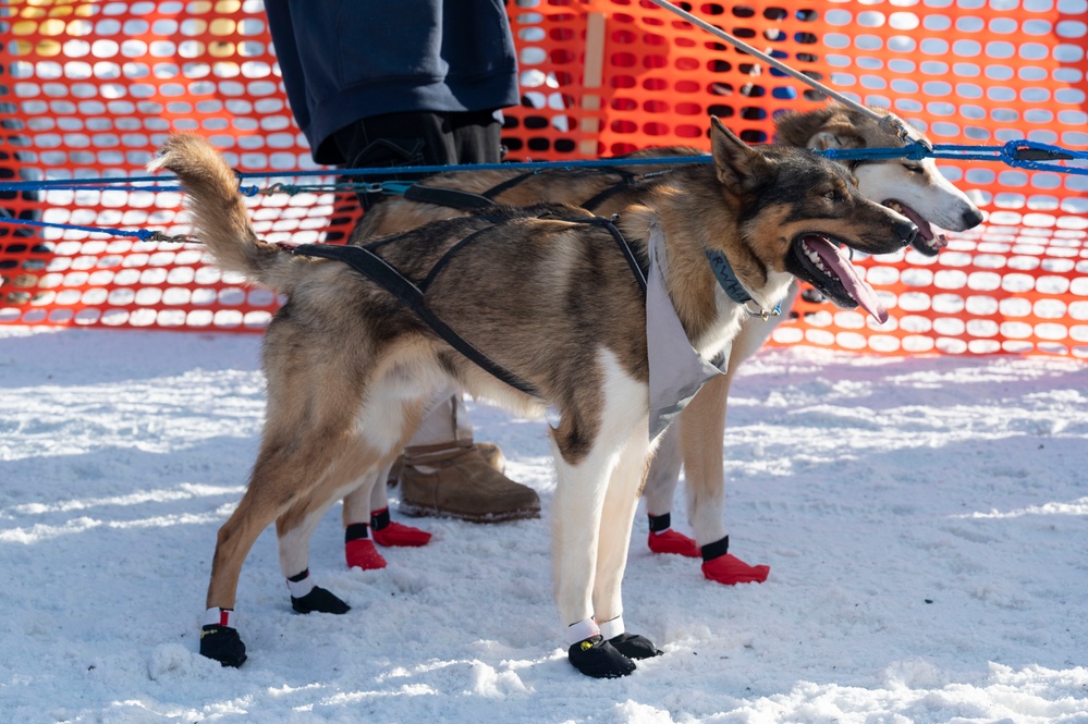 Serving in the Heart of Alaska at the Iditarod Sled Dog Race