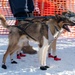 Serving in the Heart of Alaska at the Iditarod Sled Dog Race