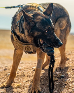 Unleashed Valor: The Air Force’s K-9s in Action