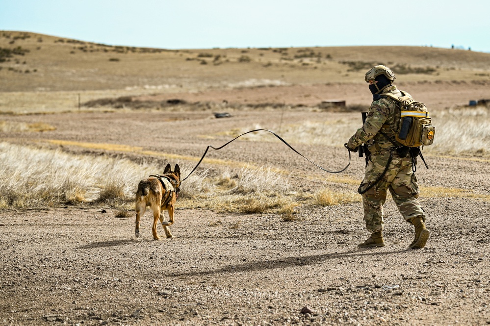 Partners in protection: MWDs perform detection training