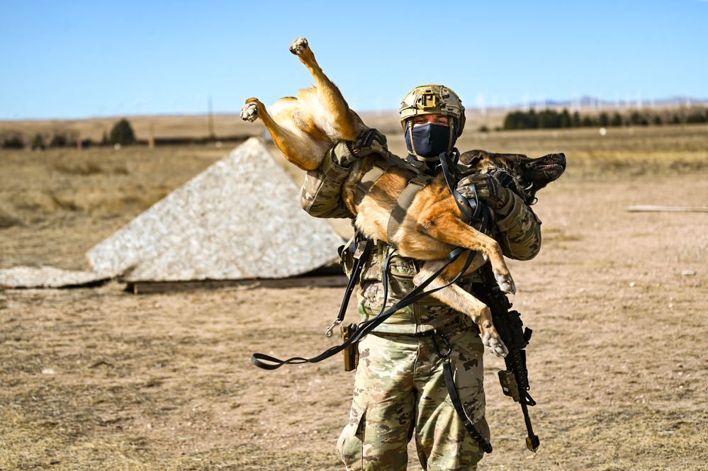 Partners in protection: MWDs perform detection training