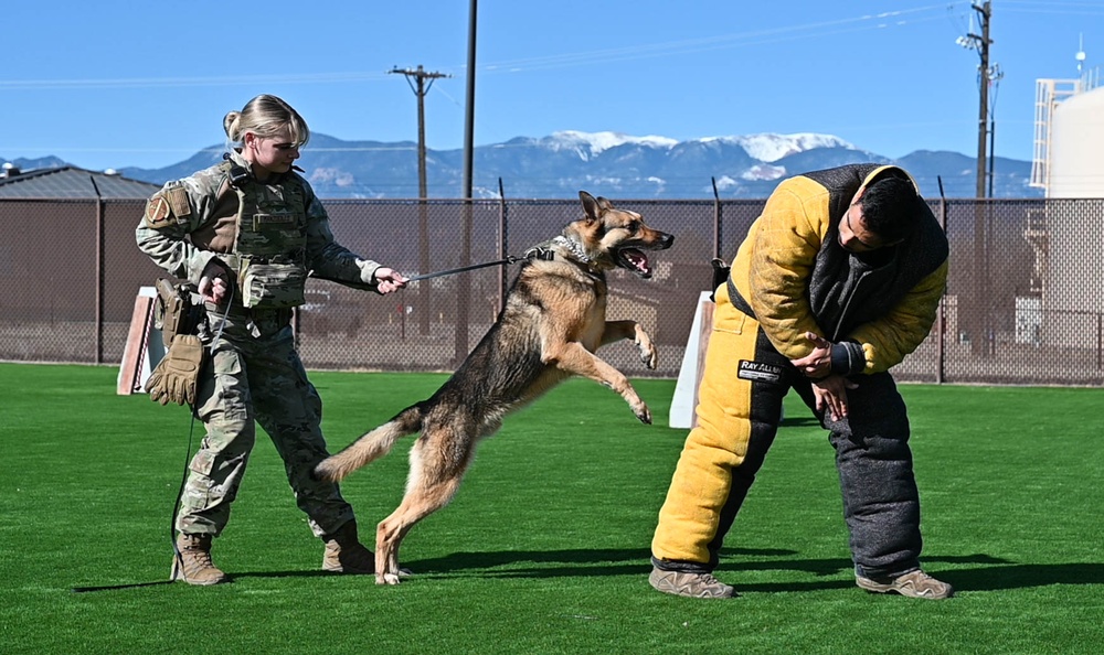 MWDs demonstrate skill during K-9 Veterans Day