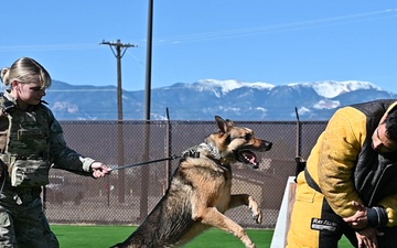 MWDs demonstrate skill during K-9 Veterans Day