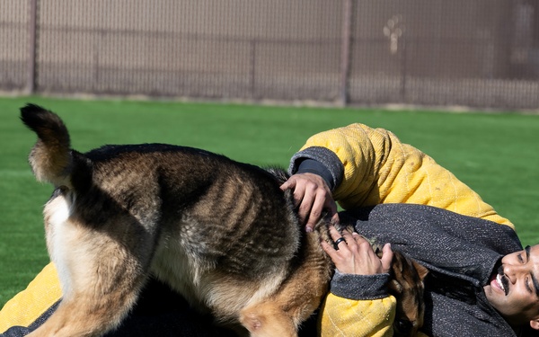 MWDs demonstrate skill during K-9 Veterans Day