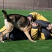 MWDs demonstrate skill during K-9 Veterans Day