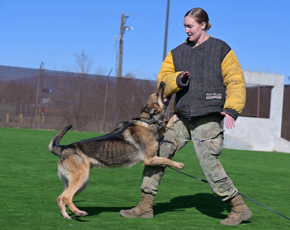 MWDs demonstrate skill during K-9 Veterans Day