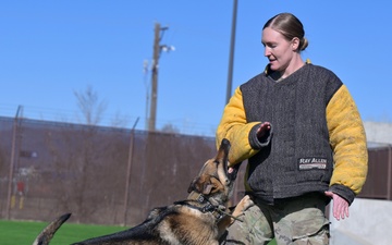 MWDs demonstrate skill during K-9 Veterans Day