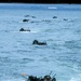 QUART 25.2: U.S. Marine Corps Amphibious Combat Vehicles embark USS Somerset.