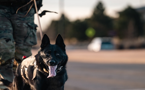 K-9 Veterans Day Ruck