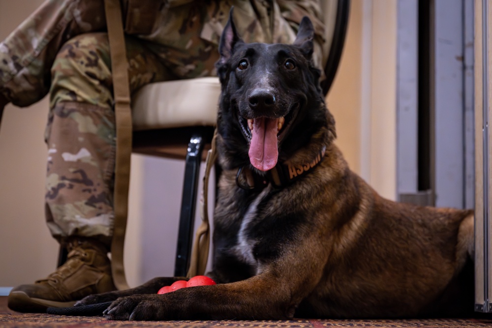 Paw-some Service: Celebrating MWD Pito and Assan