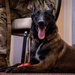 Paw-some Service: Celebrating MWD Pito and Assan