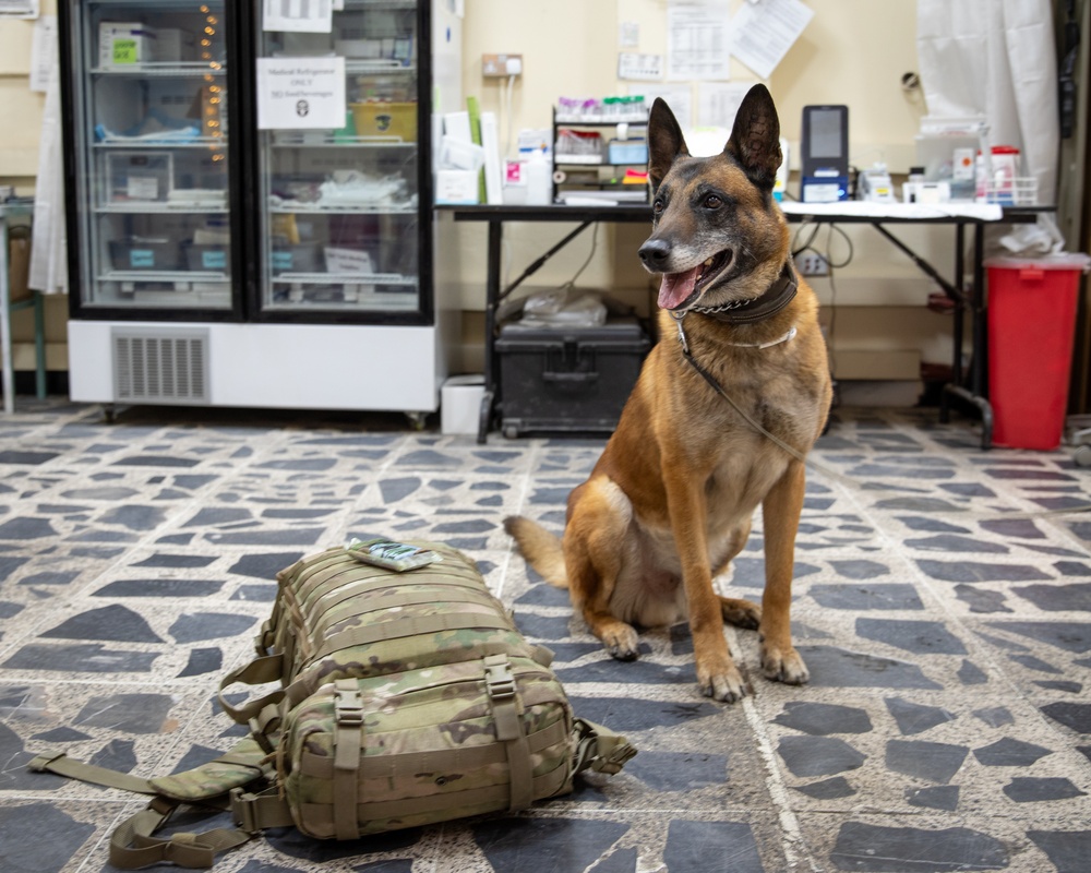 DVIDS - Images - Army medic learn canine lifesaving techniques [Image 1 ...