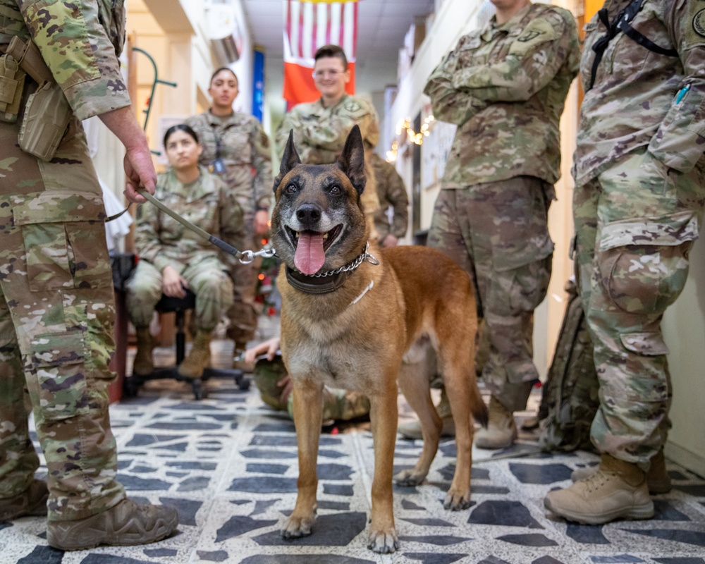 DVIDS - Images - Army medics learn canine lifesaving techniques [Image ...