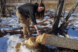 Volunteers assist NREA with surveying beavers aboard MCBQ in spring of 2025