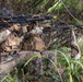 Students at SOI-W Participate in the Advanced Infantry Marine Course