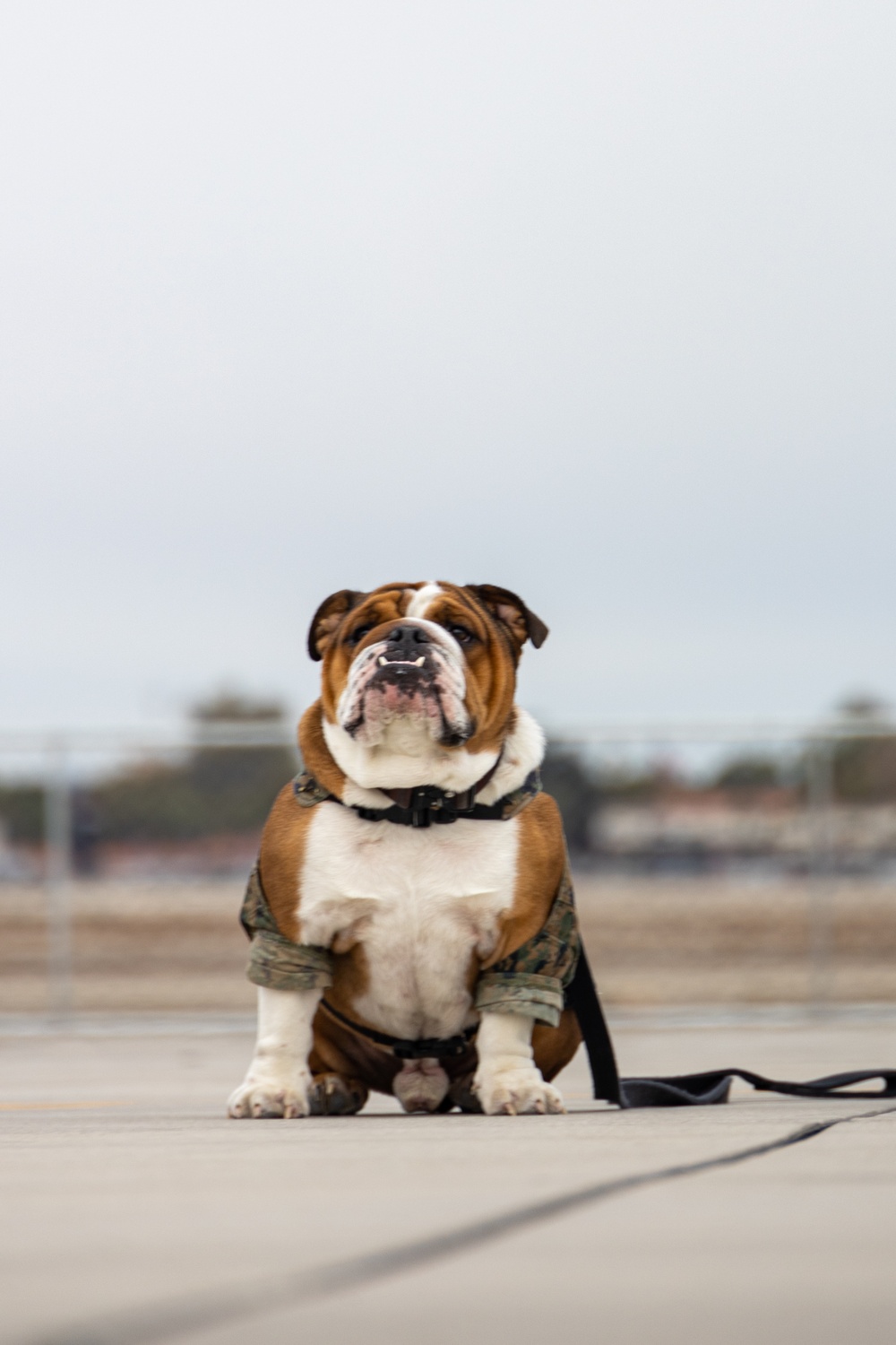 Bruno goes to Media Day and Children’s Expo on MCAS Yuma