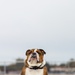 Bruno goes to Media Day and Children’s Expo on MCAS Yuma