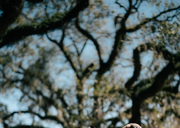 Saint Patrick's Day Parade