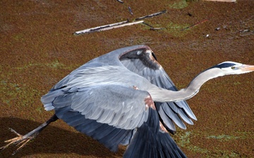 Great Blue Heron visits USACE canal