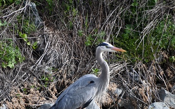 Great Blue Heron visits USACE canal