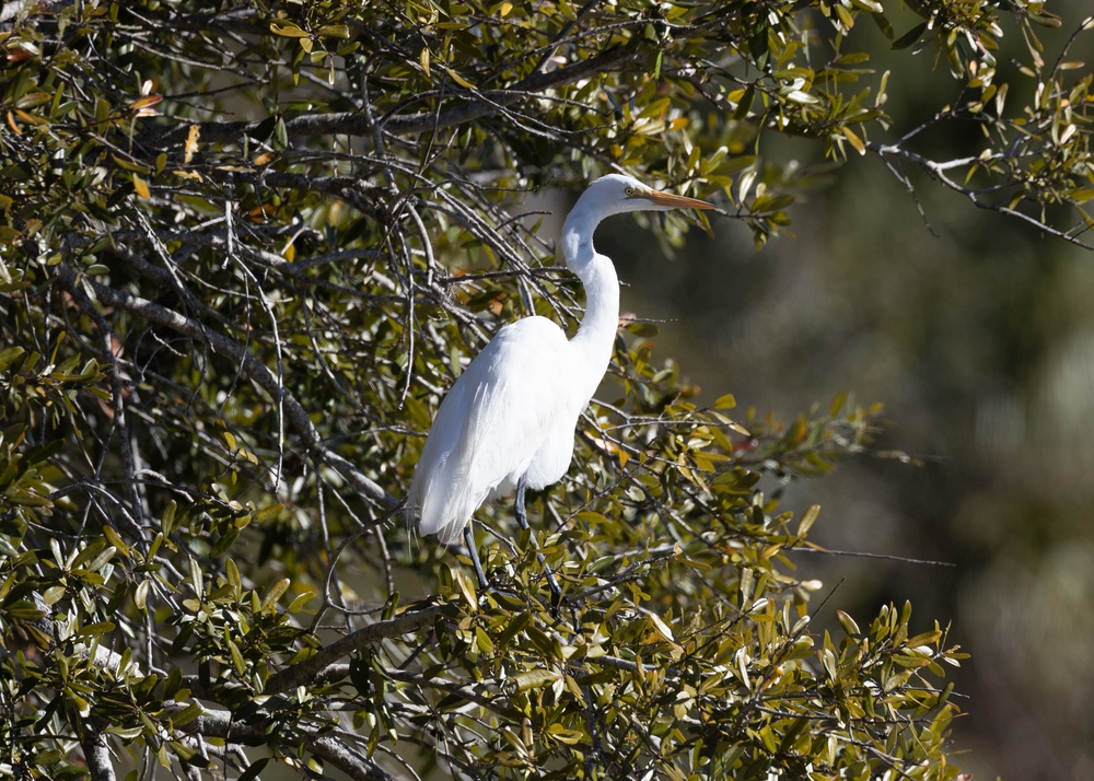 Wildlife aboard Marine Corps Recruit Depot Parris Island