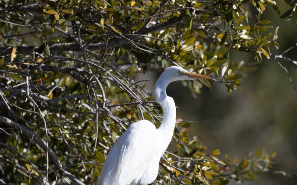 Wildlife aboard Marine Corps Recruit Depot Parris Island