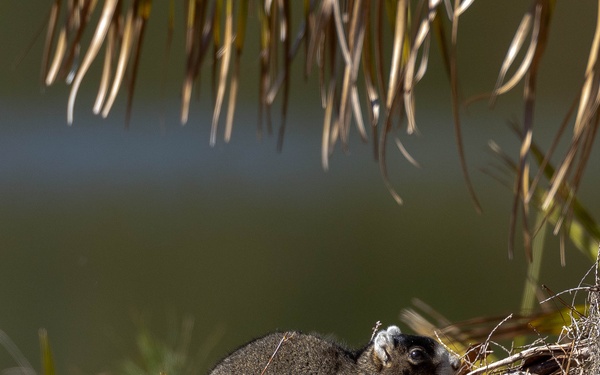 Wildlife aboard Marine Corps Recruit Depot Parris Island