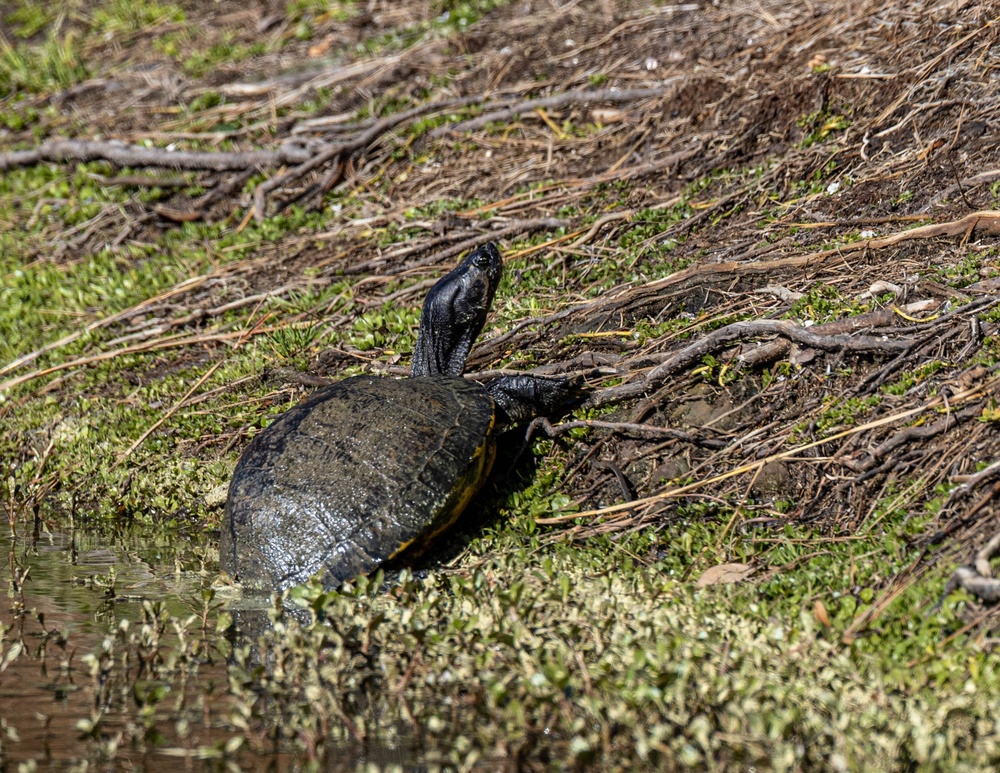 Wildlife aboard Marine Corps Recruit Depot Parris Island
