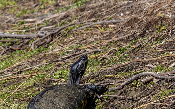 Wildlife aboard Marine Corps Recruit Depot Parris Island