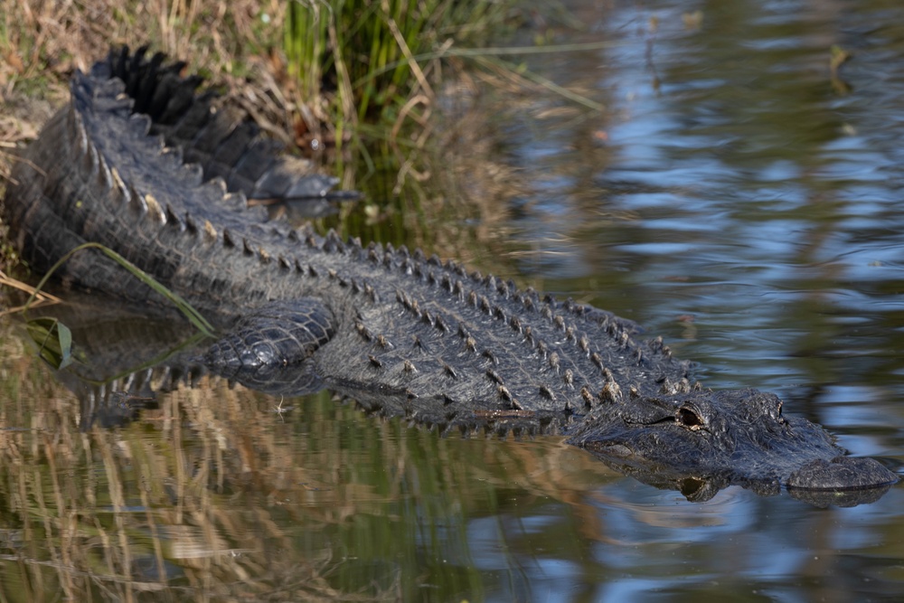 Wildlife aboard Marine Corps Recruit Depot Parris Island