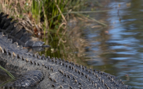 Wildlife aboard Marine Corps Recruit Depot Parris Island