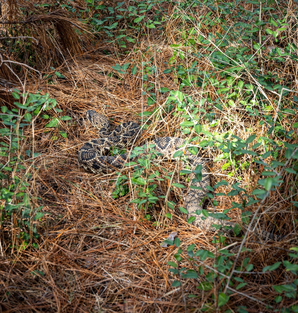 Wildlife aboard Marine Corps Recruit Depot Parris Island