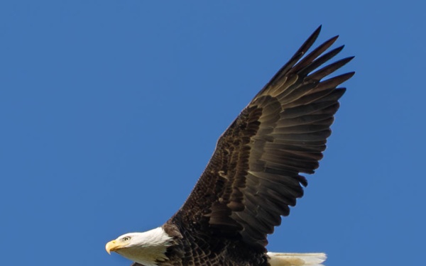 Wildlife aboard Marine Corps Recruit Depot Parris Island