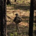 2nd Brigade Combat Team, 82nd Airborne Division paratroopers dig fighting positions and conduct patrols during JRTC 25-05.
