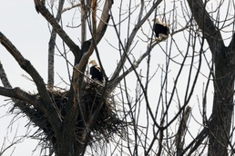 Nesting eagles spotted at Kaw Lake